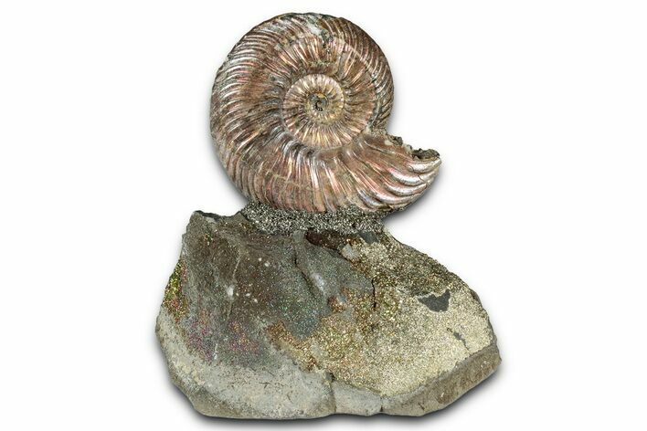 Iridescent, Pyritized Ammonite (Quenstedticeras) Fossil Display #344283